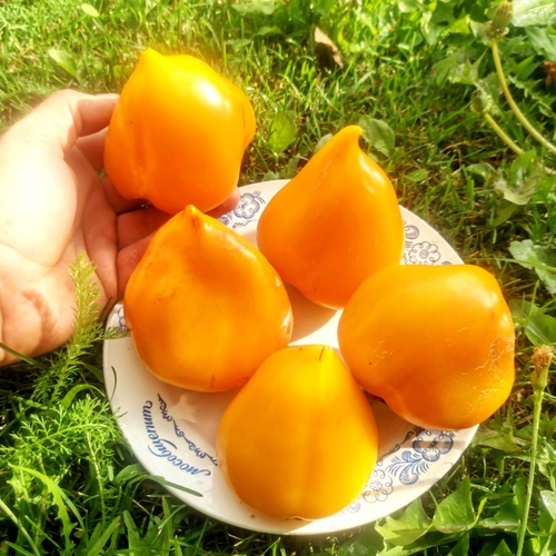 Перец Сердцевидный жёлто-оранжевая Леся