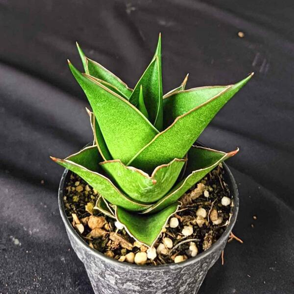 Сансевиерия TOWER