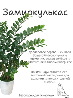 долларовое дерево купить