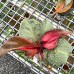 Филодендрон RED HEART