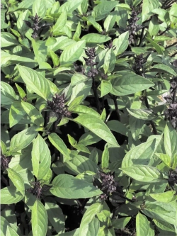 Семена базилика Гурман - Много эфирных масел