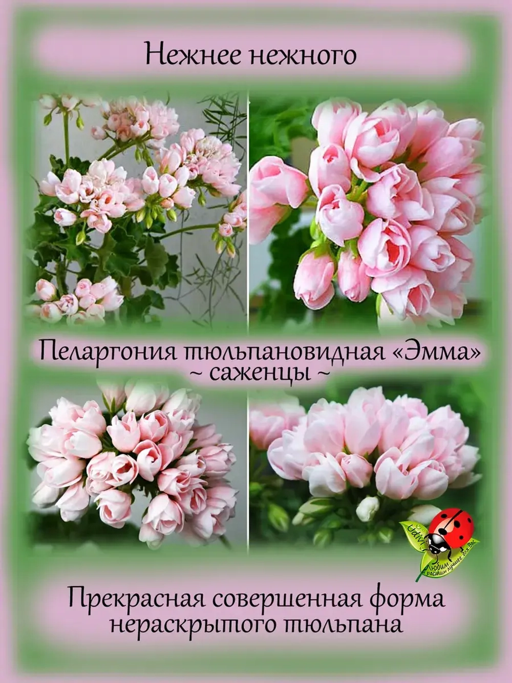 Пеларгония Эмма тюльпановидная