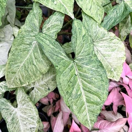 Сингониум FRECKLE ALLUSION