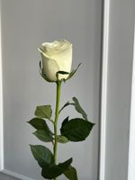Роза белая (50см) АКЦИЯ
