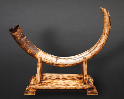 Бивень Шерстистого мамонта