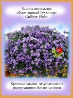 Бакопа Фиолетовый Гулливер ампельная
