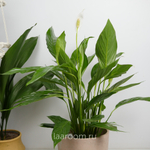 Спатифиллум Бинго Купидо 19/80