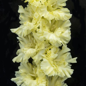 Гладиолус крупноцветковый Пчелкино Счастье