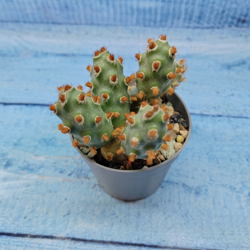 Tephrocactus Molinensis Red Glochids (Тефрокактус)