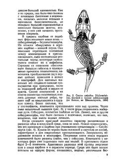Зоология позвоночных. Часть 2. Пресмыкающиеся, птицы, млекопитающие | Н. П. Наумов; Н. Н. Карташев