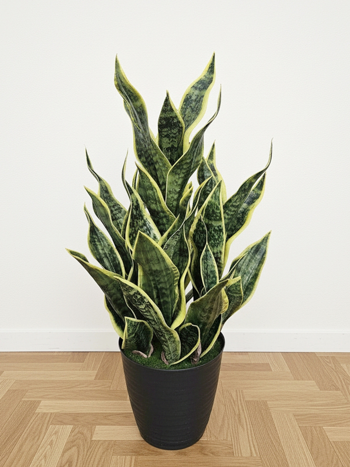 Щучий хвост Дракон зеленый в кашпо