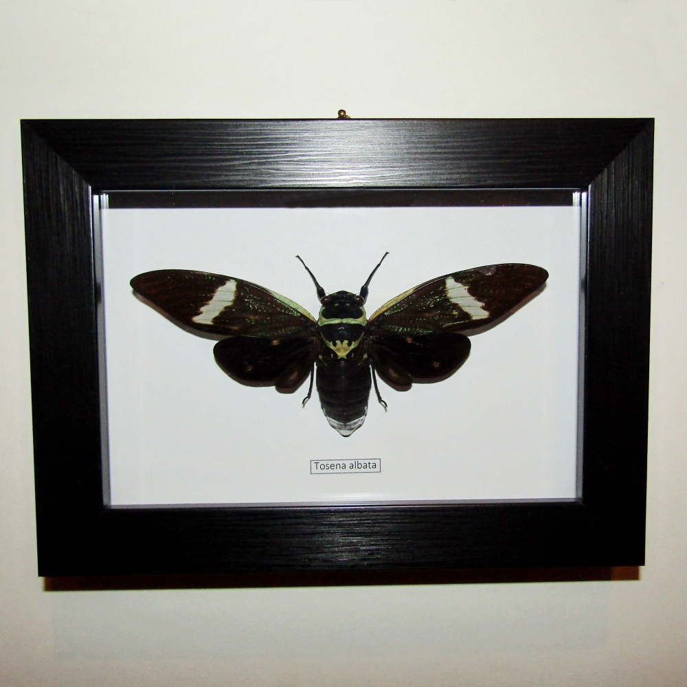 Цикада Tosena albata в рамке