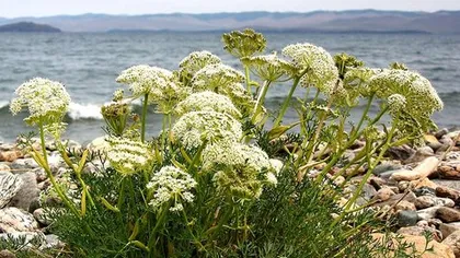 Вздутоплодник сибирский (корень)