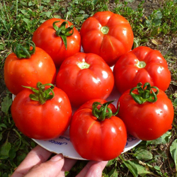 Помидоры – Горский Красный