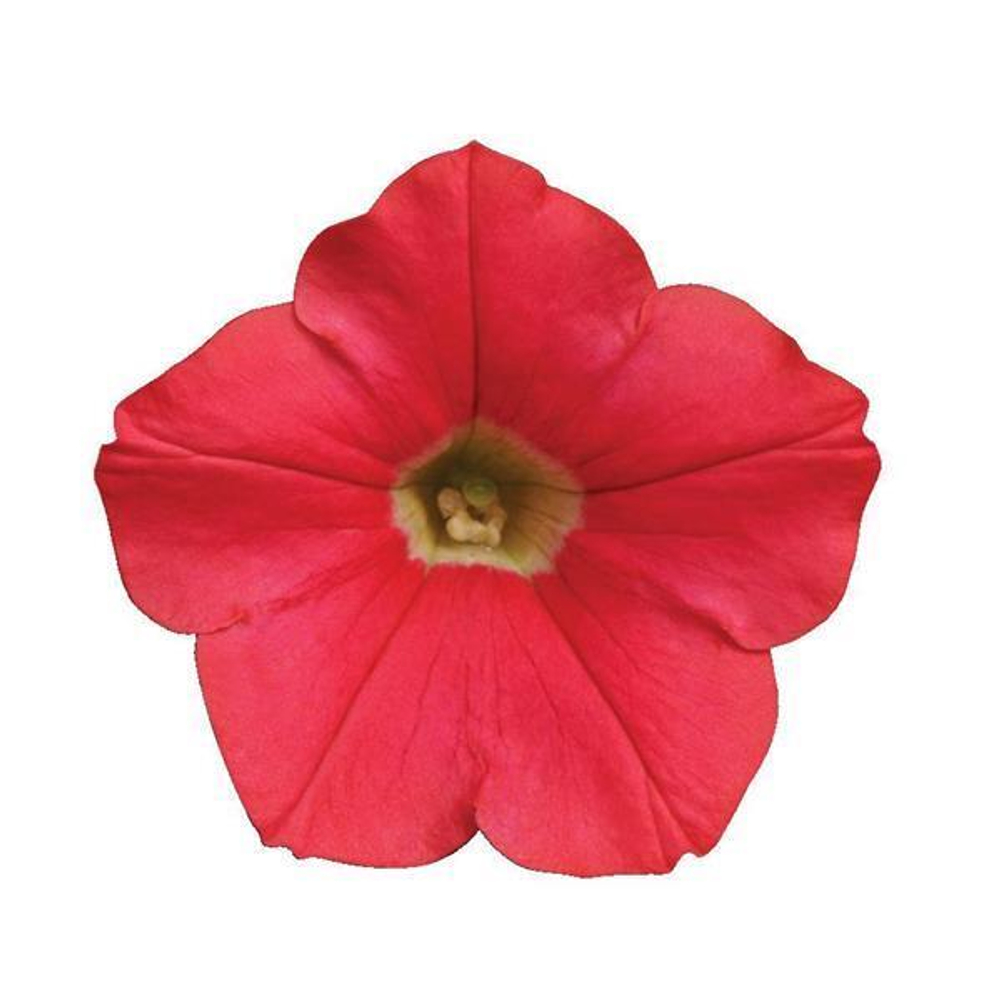 Петуния ампельная Шок Вэйв Корал Краш (50др) Витагрин Профи