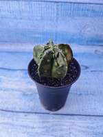Astrophytum Myriostigma monstrosa (Астрофитум)