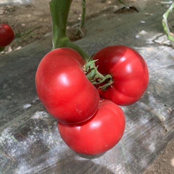 ПИНКВИН F1 семена томата Rijk Zwaan отзывы – фото 3