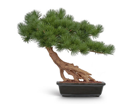 Бонсай стелющийся Сосна Японская белая Негиши в керамическом кашпо