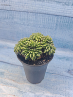 Gymnocalycium Spineless Crested form (Гимнокалициум Кристатный)