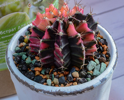 Succuterra Минеральный грунт Succuterra 1 л.