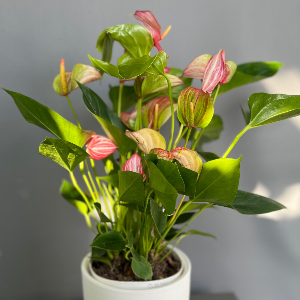 Антуриум Delicata