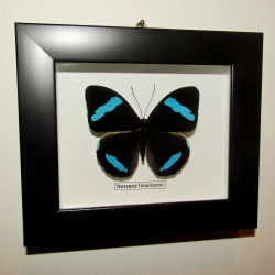 Бабочка Nessaea в рамке