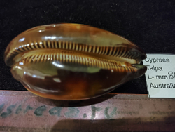 Ципрея Талпа