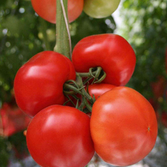 Митридат F1 семена томата индетерминантного (Гавриш)