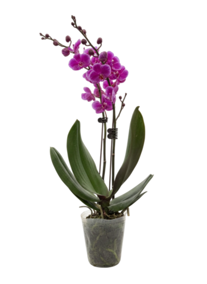 Фаленопсис розовый д.9