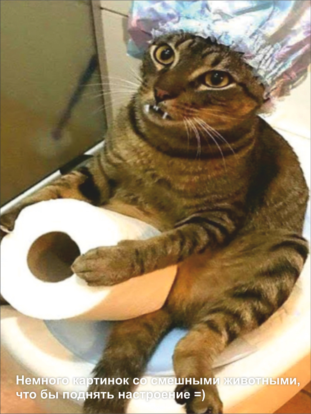 Гроб для кошки