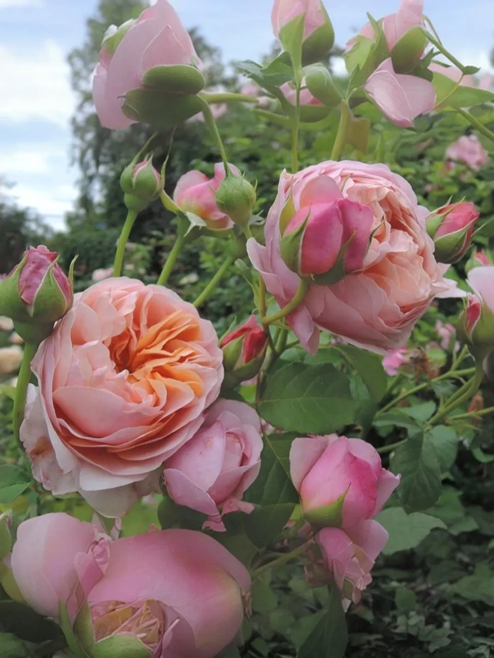 Роза флорибунда Питер Пауль Рубенс