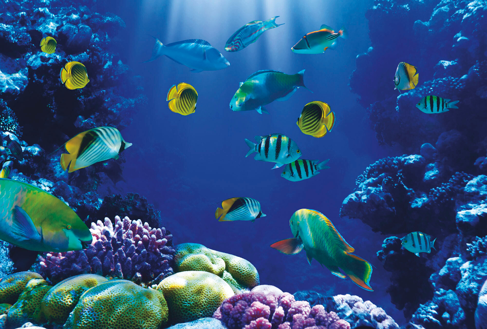 Коллекция Подводный мир