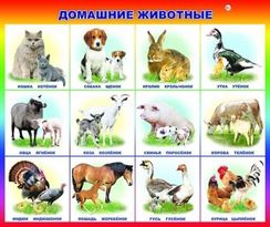 Домашние животные