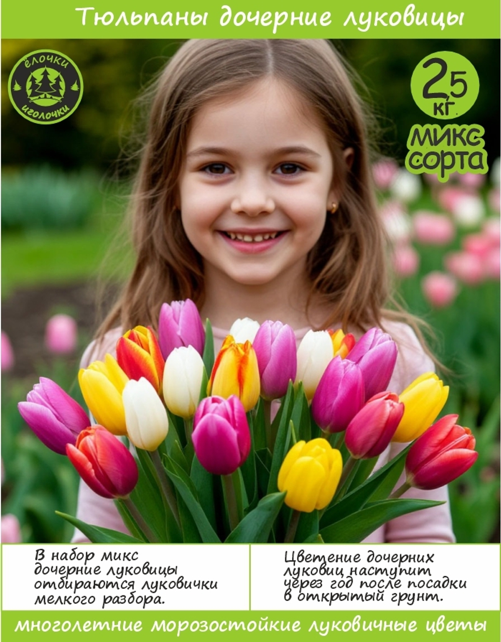 Тюльпан Луковица, дочерние, 2,5 кг