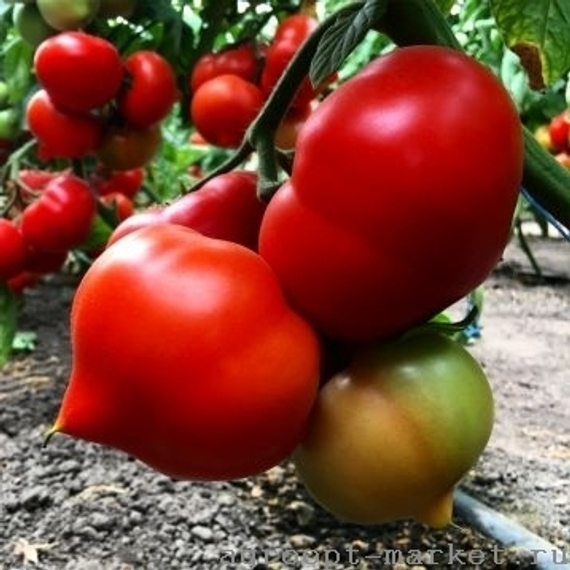 ВЕГГО F1 семена томата полудетерминантного (Enza Zaden) купить – фото 2