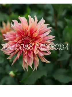 Георгина декоративная Лабиринт