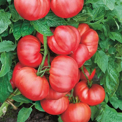 Пинквин F1 семена томата индетерминантного (Rijk Zwaan / Райк Цваан)