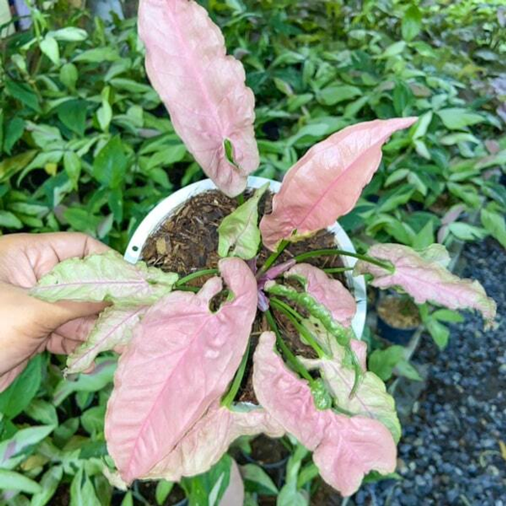 Сингониум PINK PUNCH