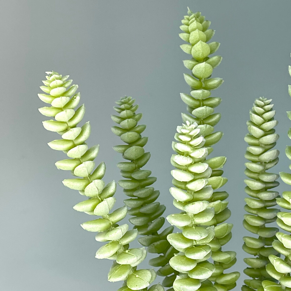 Суккулент седум сизый 25 см