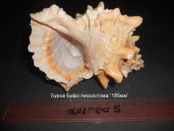 Бурса Буфо лисcоcтома (150-170мм.-190мм)