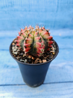 Gymnocalycium Variegata (Гимнокалициум Вариегатный)
