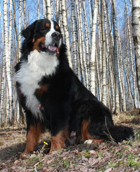 Бернский зенненхунд (бернская горная пастушья собака) Бернский зенненхунд (бернская горная пастушья собака)