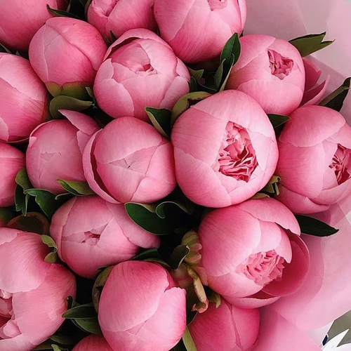 Купить Пионы "Salmon" от 3шт