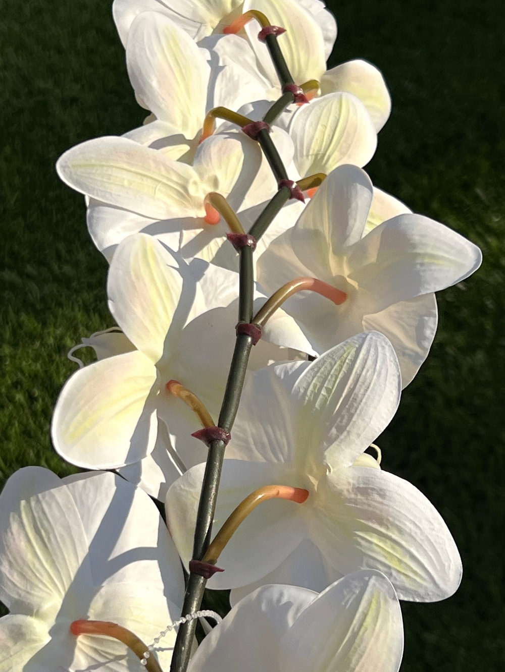 Орхидея фаленопсис белая 95 см