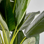 Банановое растение BANANERO