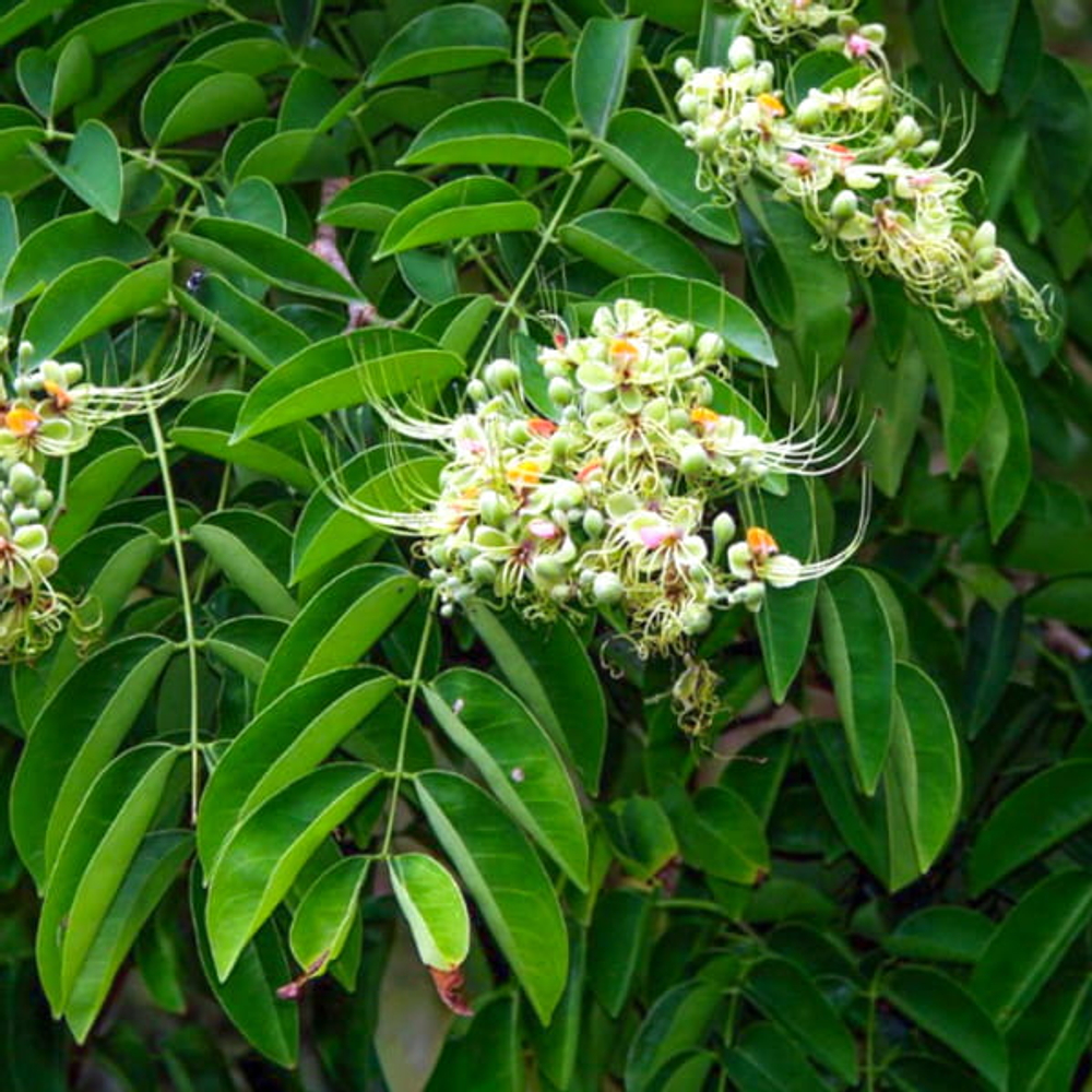 Афцелия ксилокарпа – Afzelia xylocarpa