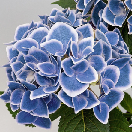 Нью Тиволи Блю "New Tivoli Blue" р14 Европа весна 2026 г