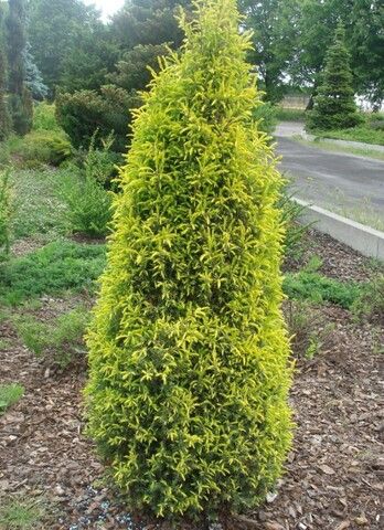 Можжевельник обыкновенный Голд Коин