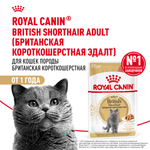 Royal Canin British Shorthair Adult (БРИТАНСКАЯ КОРОТКОШЕРСТНАЯ ЭДАЛТ) Корм консервированный для взрослых кошек соус 85г
