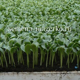 Подвой Рут Пауэр F1 (1000 семян)